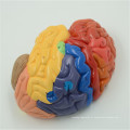 Diseño de logotipo personalizado cabeza humana cráneo modelo de cerebro
